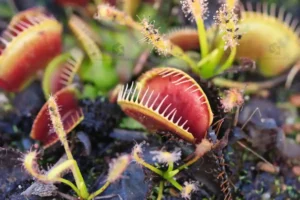 Halloween Carnivorous Plants