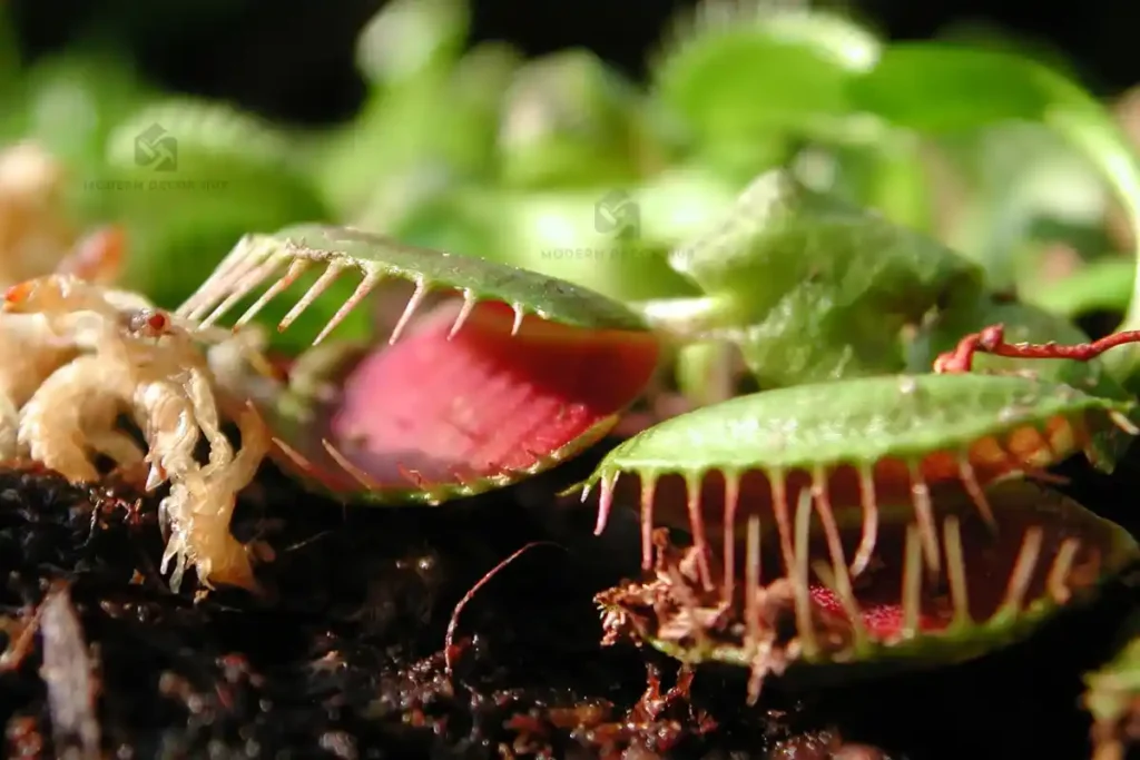 Halloween Carnivorous Plants