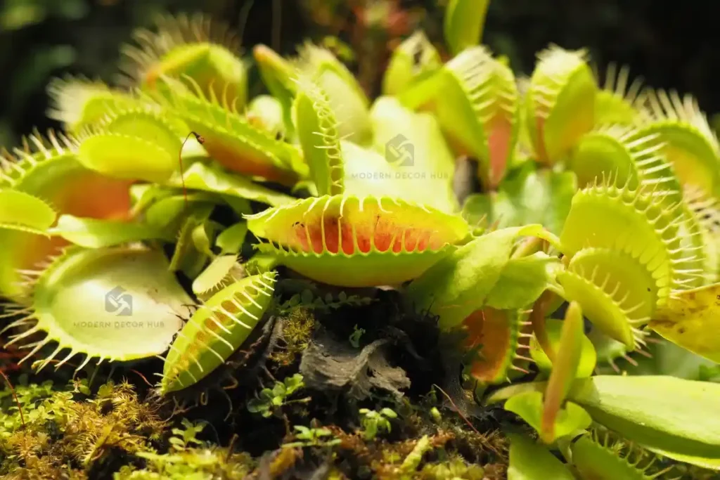 Halloween Carnivorous Plants