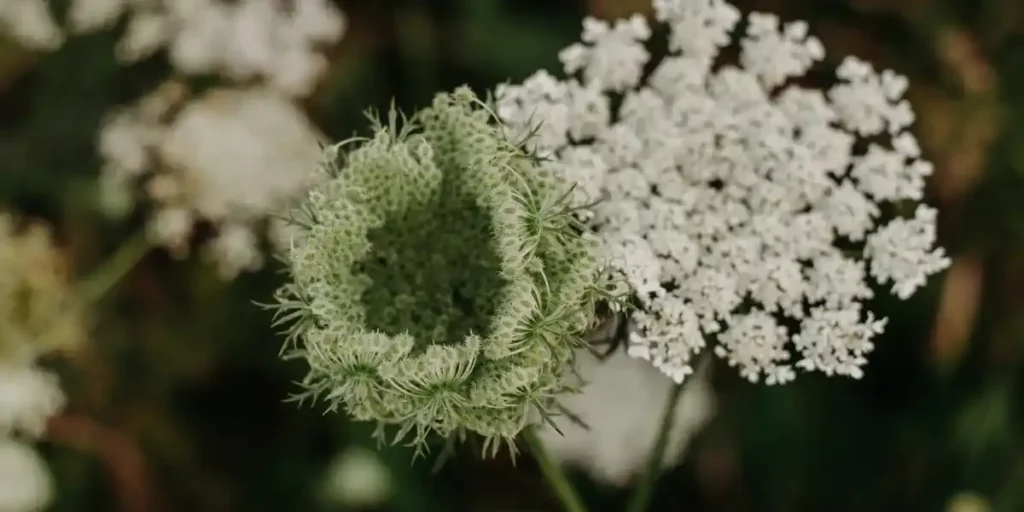 Is Queen Anne's Lace Toxic