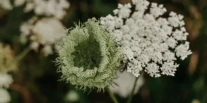 Is Queen Anne's Lace Toxic