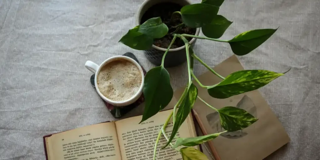 Philodendron Birkin Care Guide