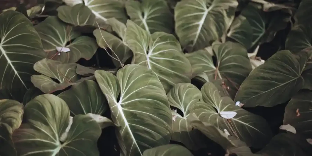 Philodendron Birkin Care Guide
