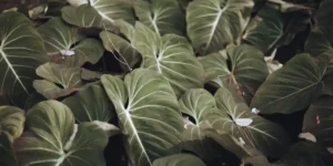Philodendron Birkin Care Guide