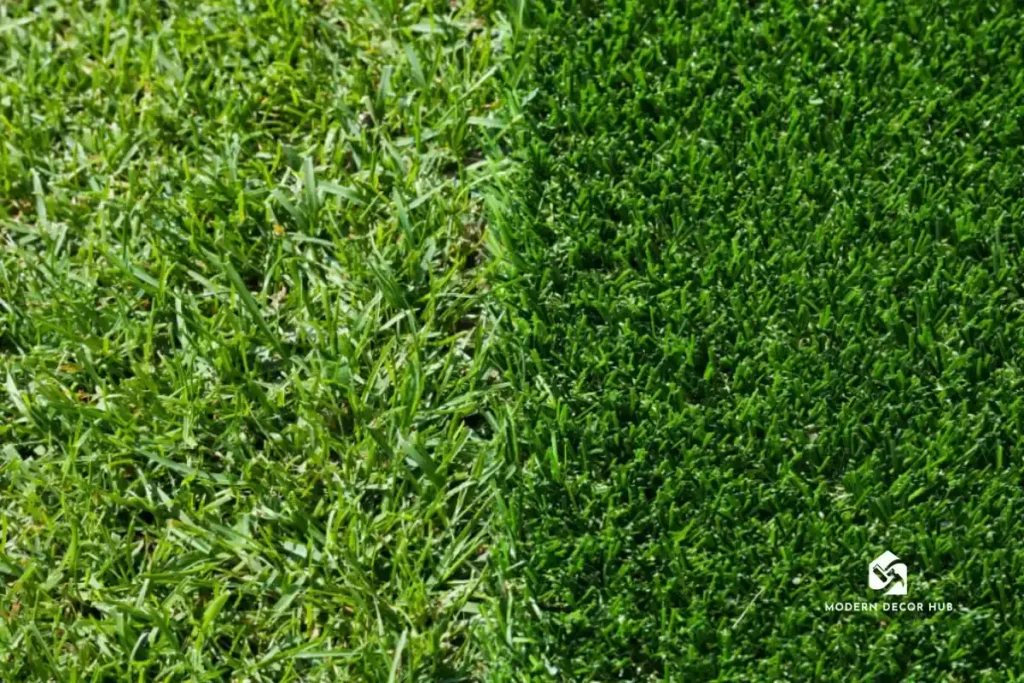 artificial-grass-next-to-real-grass