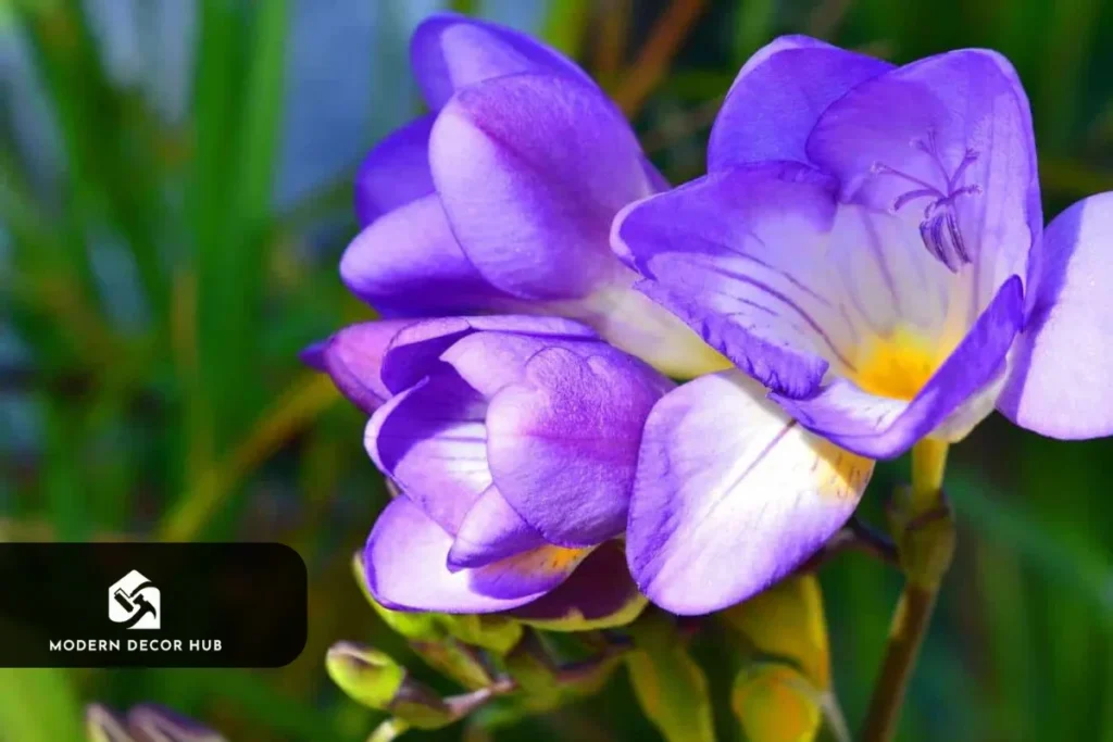 how-to-get-freesia-to-bloom
