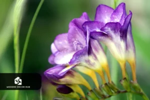 how-to-grow-and-care-for-freesia